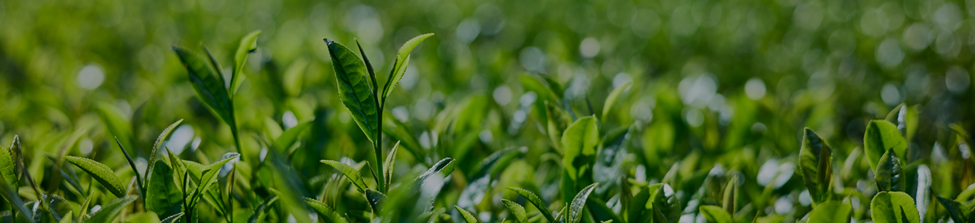 農園のこだわり