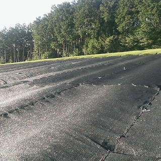 遮光ネットを掛けて20日程度被せる